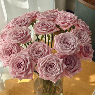 Sweet Menta Rose