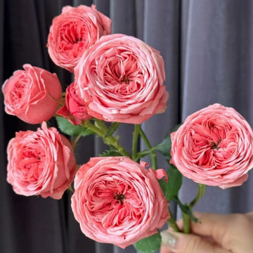 Bella Trendsetter Rose