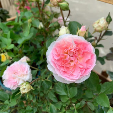 Sophia Romantica Rose