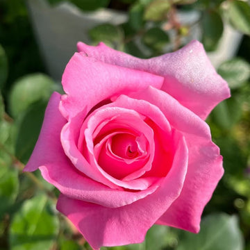 Momoka Rose