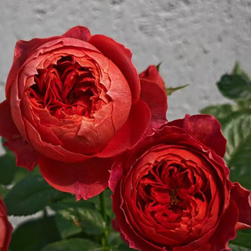 Cinnabar Bowl Rose