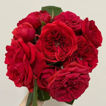Red Apple Rose