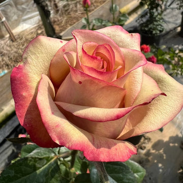 Glad Tidings Rose