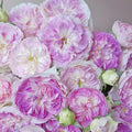 Blue Moon Stone Rose close-up of densely petaled flower