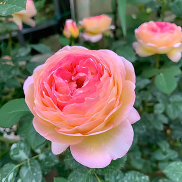 Rosomane Janon Rose