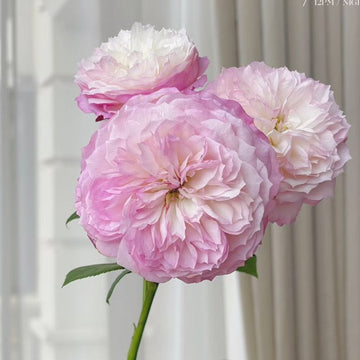 Constance Rose