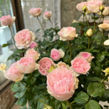 Yves Otome heart Rose