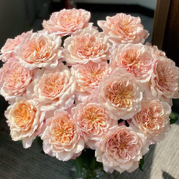 Miyabi Cha Rose