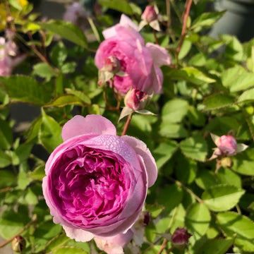 Aunt Margy’s Rose