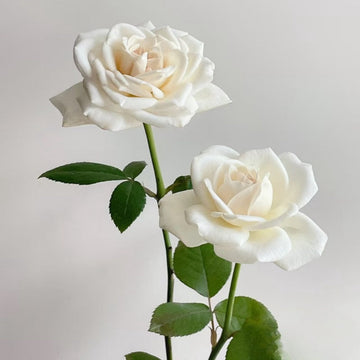 Jeanne Moreau Rose