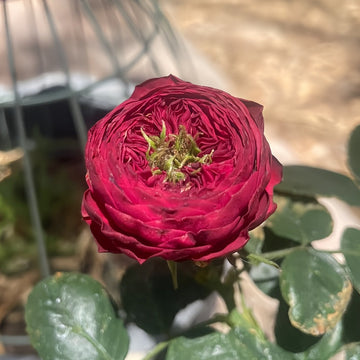 Grand Jubilee Rose
