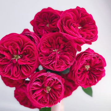 Darcy Rose
