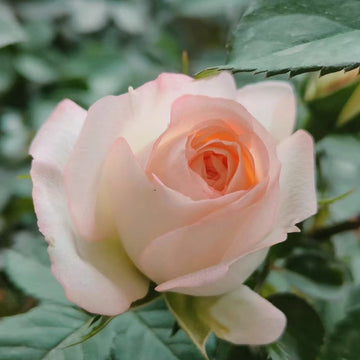 Lovely More Rose