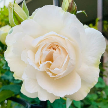 Purity Rose