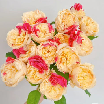 Fugetsu Rose