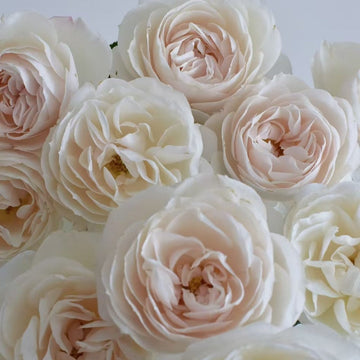 Princesse Astrid de Belgique Rose