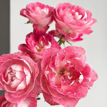 Lady Candle Rose