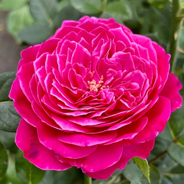 Accademia Rose