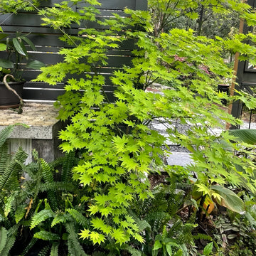 Acer Palmatum Maple Tree