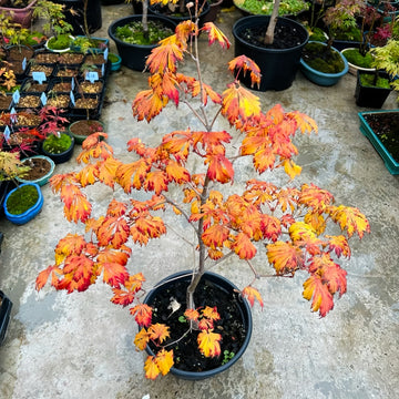 Acer japonicum 'Aconitifolium' Maple