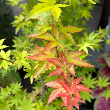 Akane Japanese Maple tree with vibrant red, orange, and yellow foliage across the seasons in a garden setting.