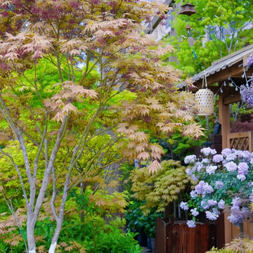 Acerpalmatum_Ariadne_Maple