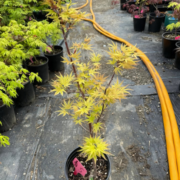 Acer palmatum Harusame Japanese Maple Japanese Maple with seasonal foliage color