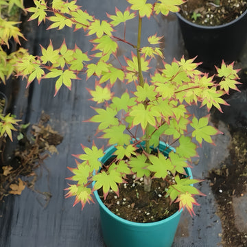 Acer palmatum 'Ogi Tsuma gaki' Maple Japanese Maple with seasonal foliage color