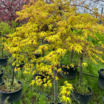Weeping Japanese Maple ‘Ryusen’ with cascading green foliage and vibrant red fall leaves, perfect for patios and containers.
