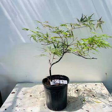 Acer palmatum var. dissectum