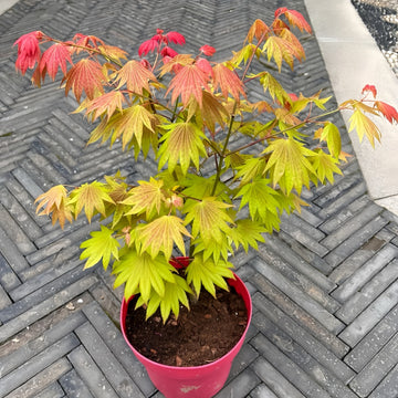 Acer shirasawanum 'Moonrise' Maple Japanese Maple with seasonal foliage color