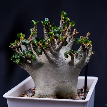 Adenium obesum Plant