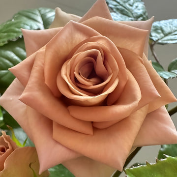 Amnesia Rose