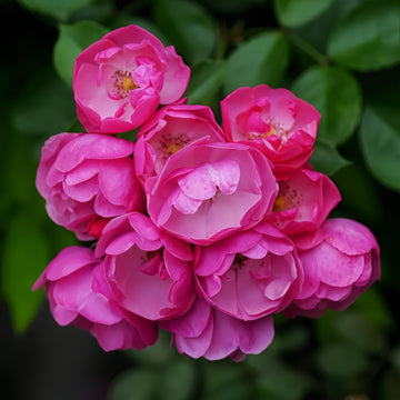 Angela Rose climbing rose with deep red and soft pink contrasting blooms