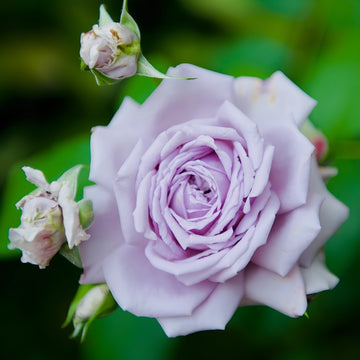 Antique Watch Rose