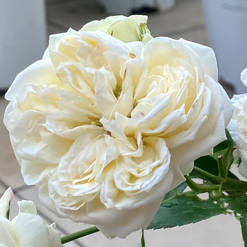 Ariadne Rose