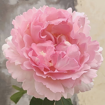 Aromatischen Hypnose rose with light pink pastel blooms