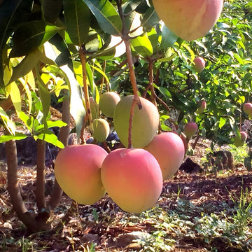 Australian Mango Tree