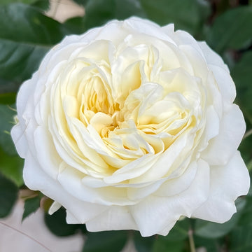 Blanche Neige (White Snow Princess) Rose