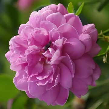 Blue Boy Rose