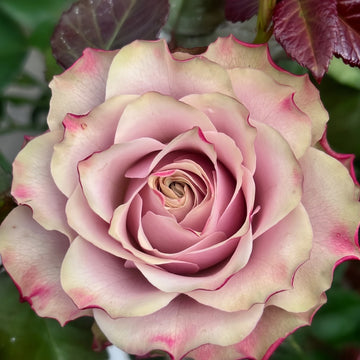 Bourbon Street Rose