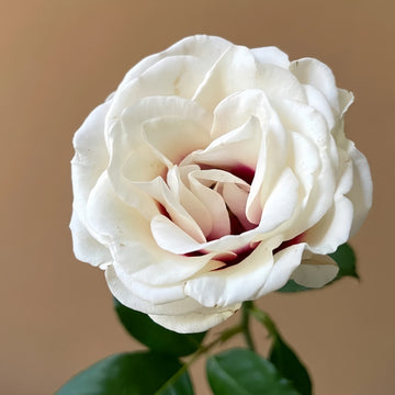 Brideside Rose bud transitioning to open bloom