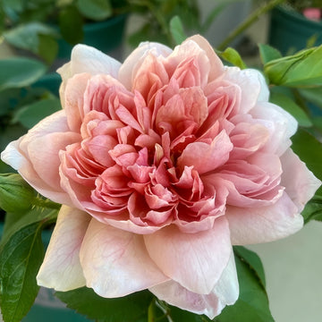 Broderi Rose