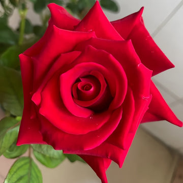 Carola Rose