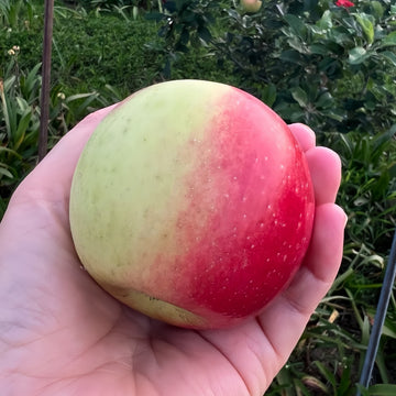 Fruit Cocktail Tree