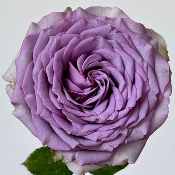 Coffret Rose