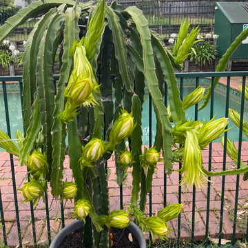 Dragon Fruit Plant(3~4Feet)