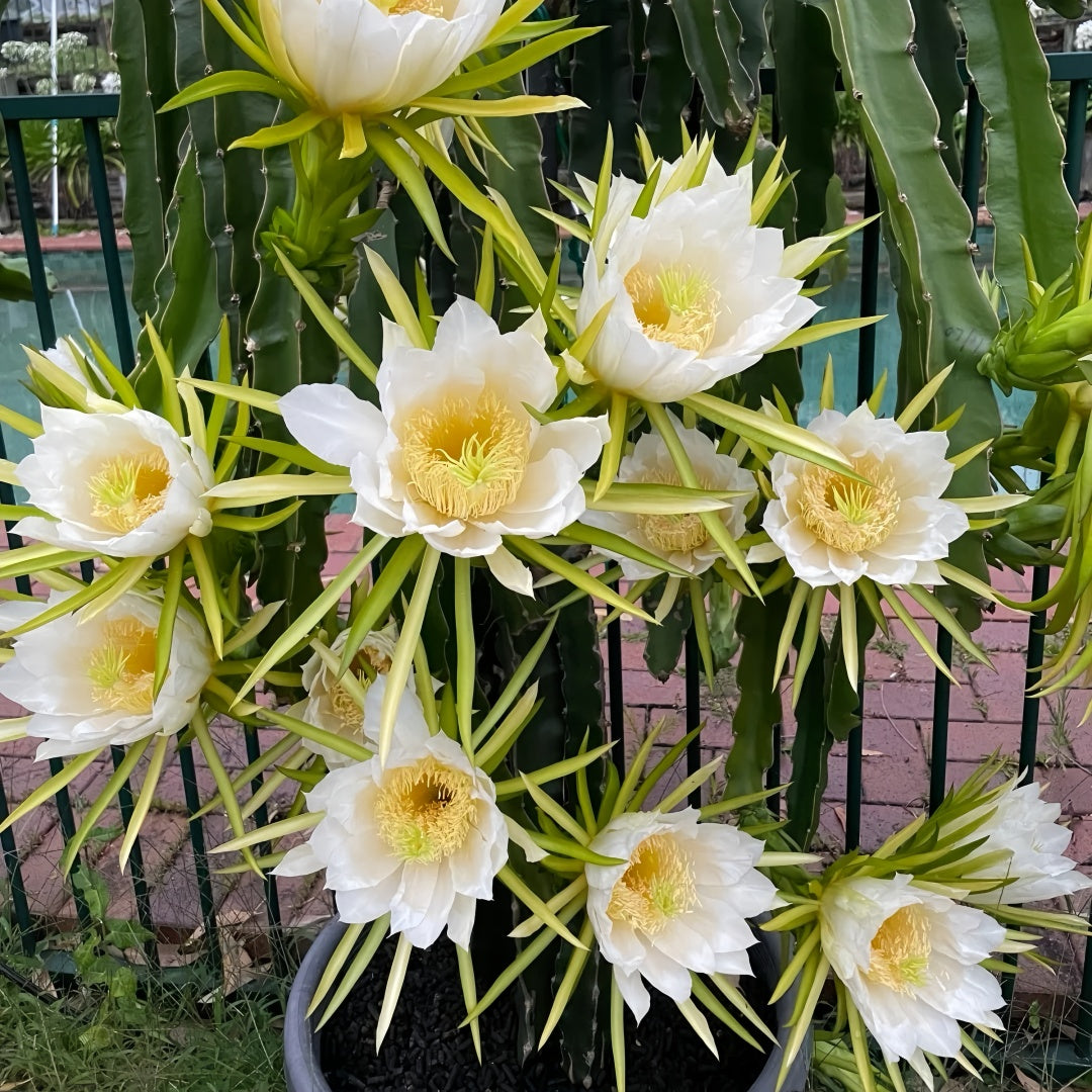 Dragon Fruit Plant(3~4Feet) growing in container