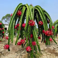 Dragon Fruit Plant(3~4Feet) ornamental plant in garden