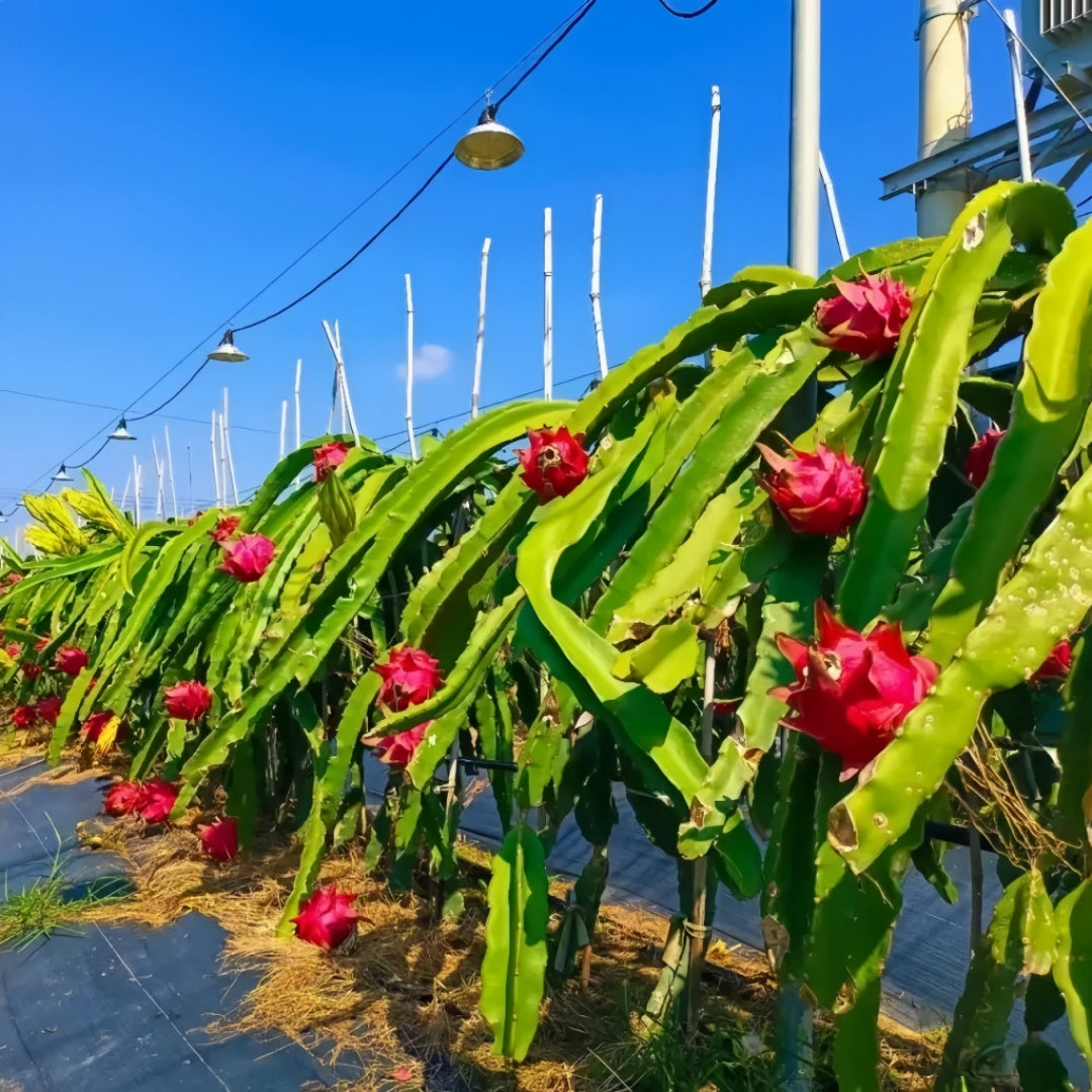 Dragon Fruit Plant(3~4Feet) close-up foliage